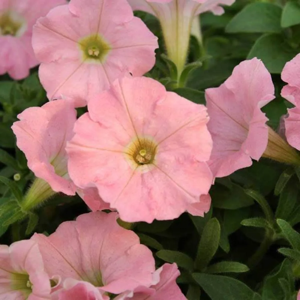 Petunia 'Salmon'