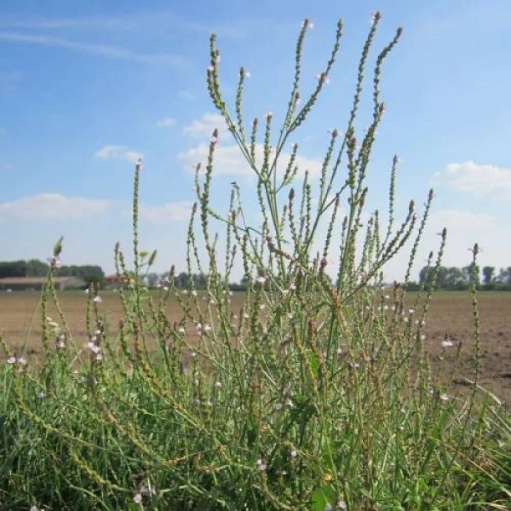 Järnört Verbena officinalis