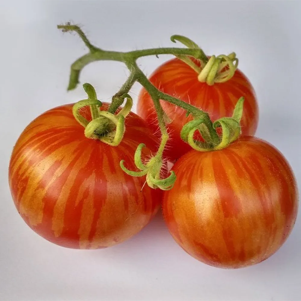 Tomat 'Tigerella'