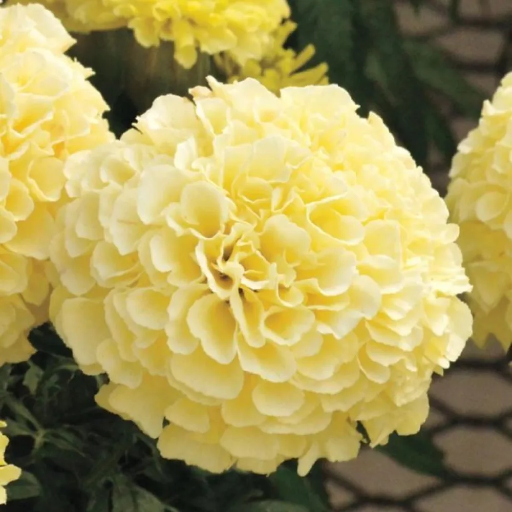 Afrikansk tagetes 'Man in the Moon'