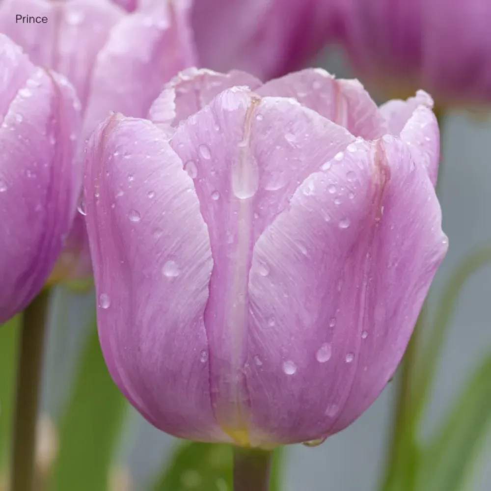 Tulpan 'Light Pink Prince'