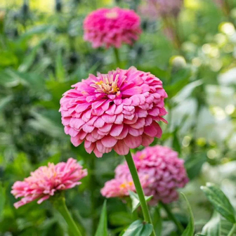 Zinnia 'Super Yoga'