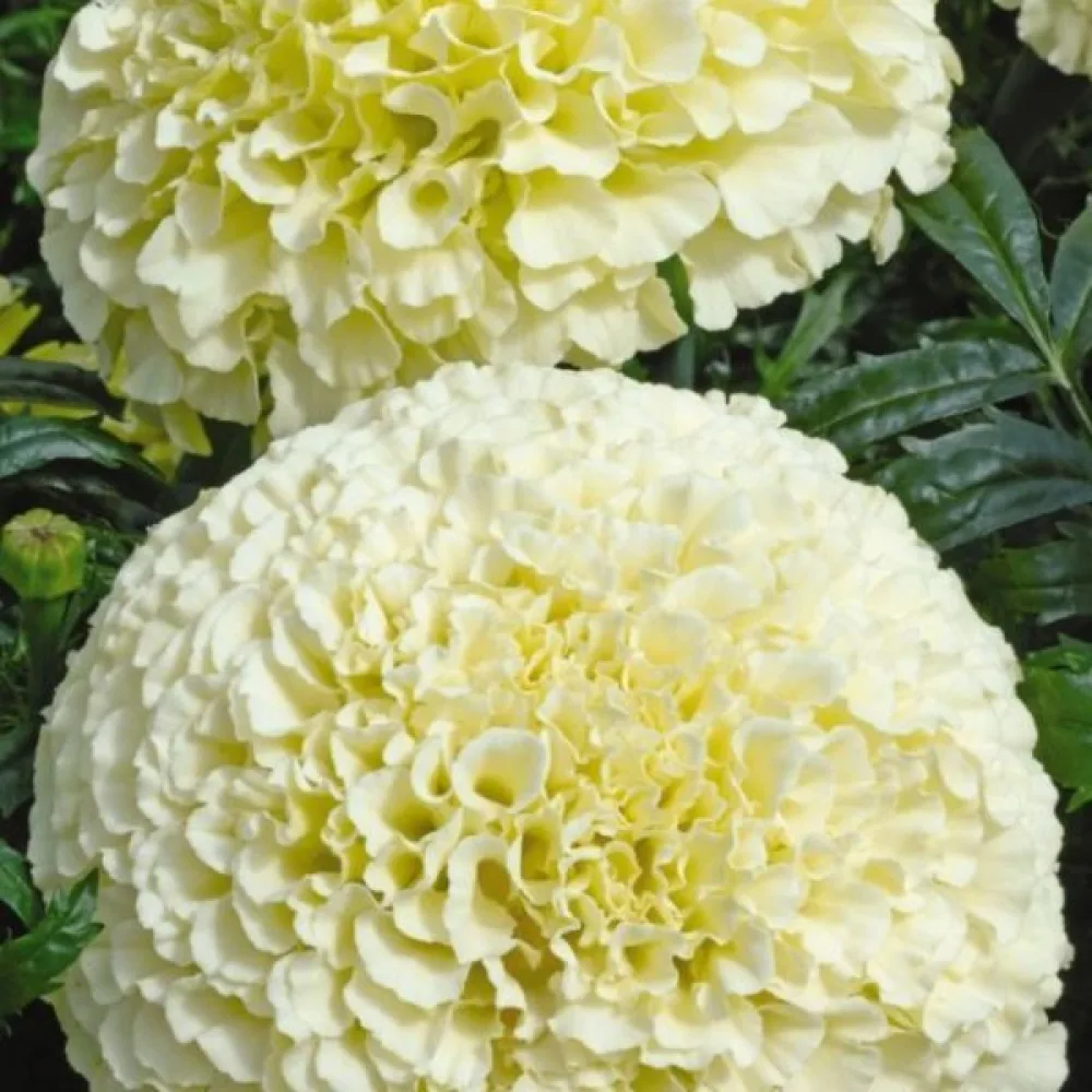 Afrikansk tagetes 'Alaska'