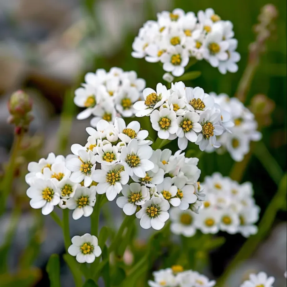 Iberis 'White Flash'