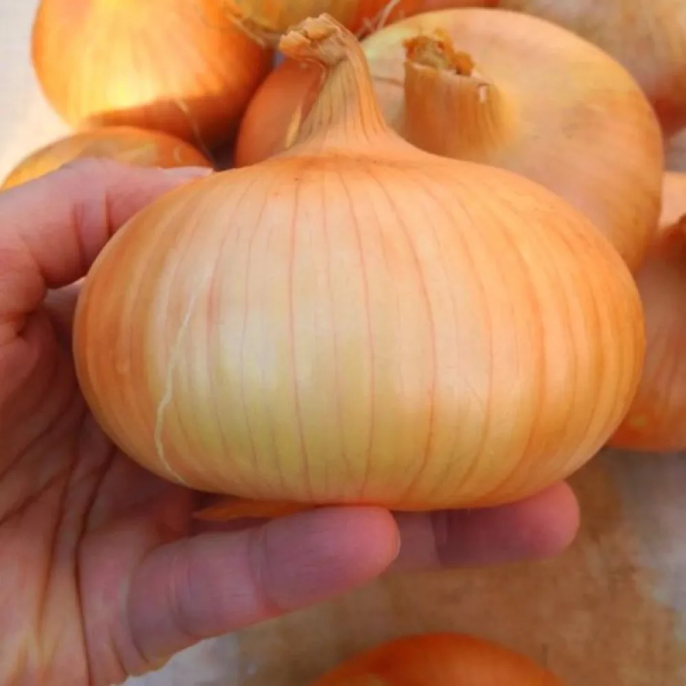Matlök 'Stuttgarter Riesen'