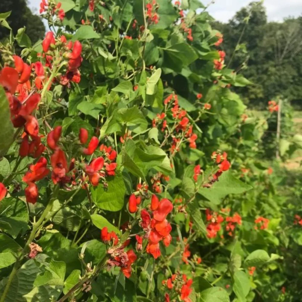 Rosenböna 'Scarlet Emperor'