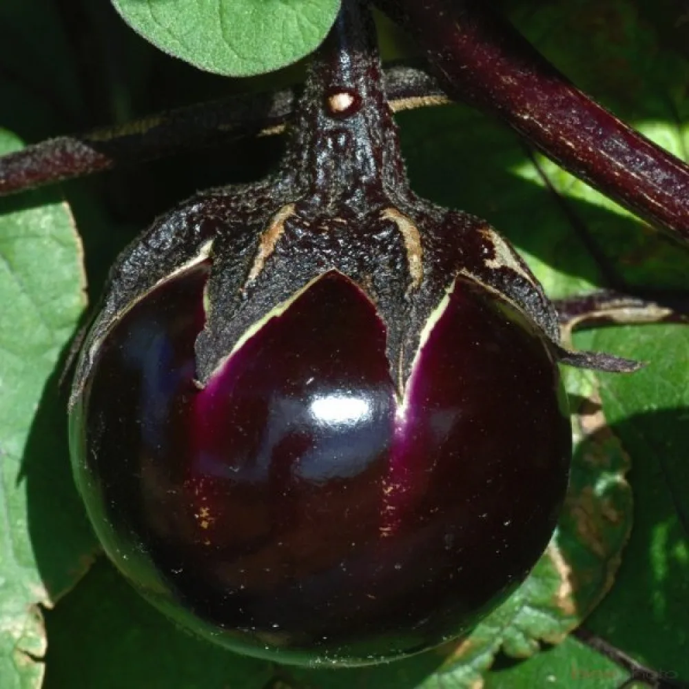 Aubergine 'Ronde de Valence'
