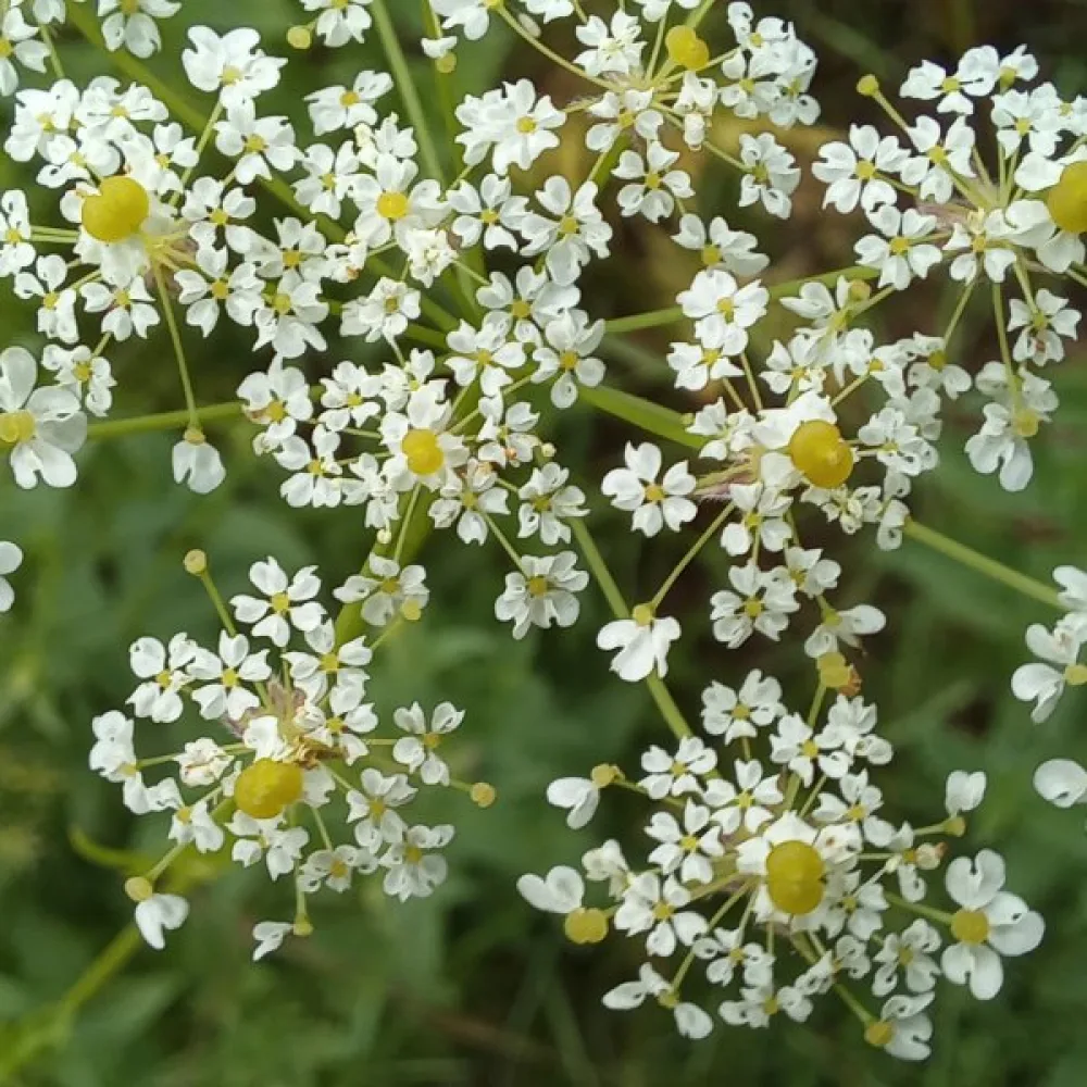 Guldkörvel Chaerophyllum aureum