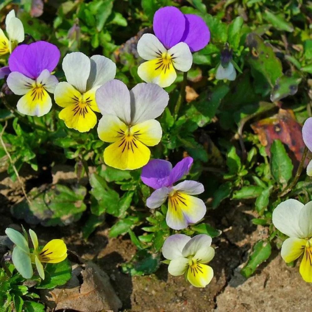 Styvmorsviol Viola tricolor