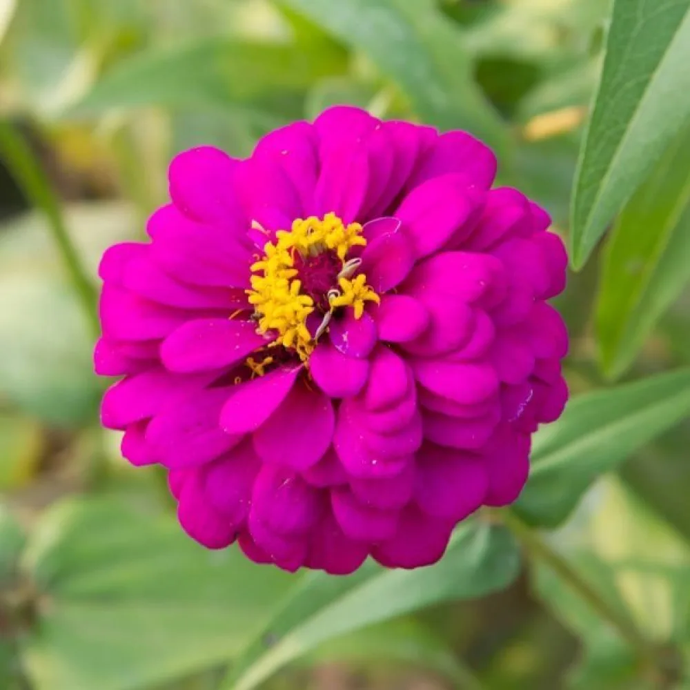 Zinnia 'Purple Prince'