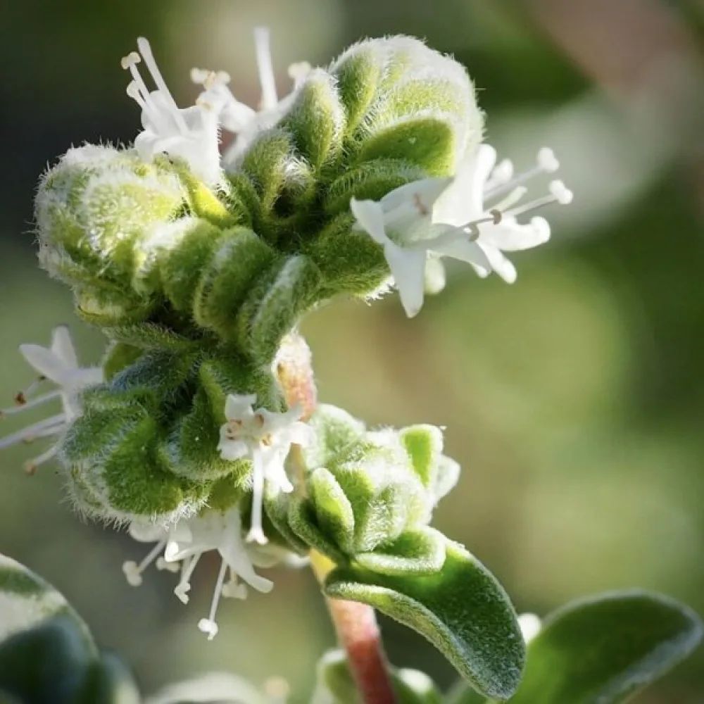 Mejram 'Cuscuta'