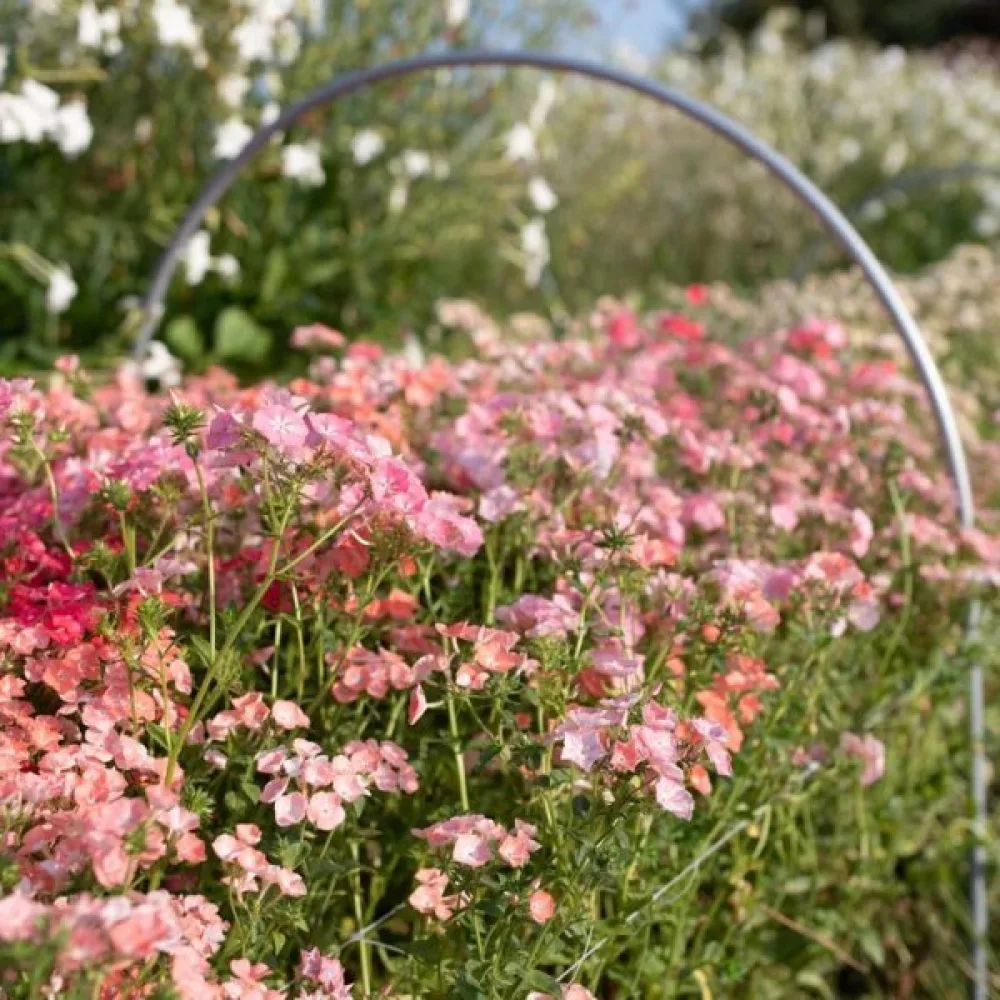 Sommarflox 'Leopoldii'