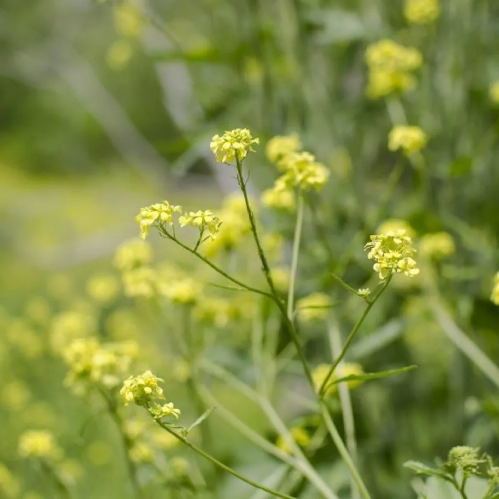Svartsenap Brassica nigra