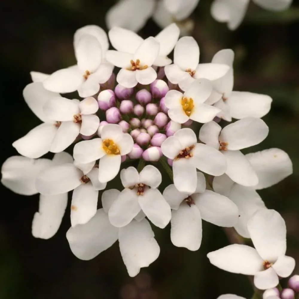 Iberis 'Empress' – vit