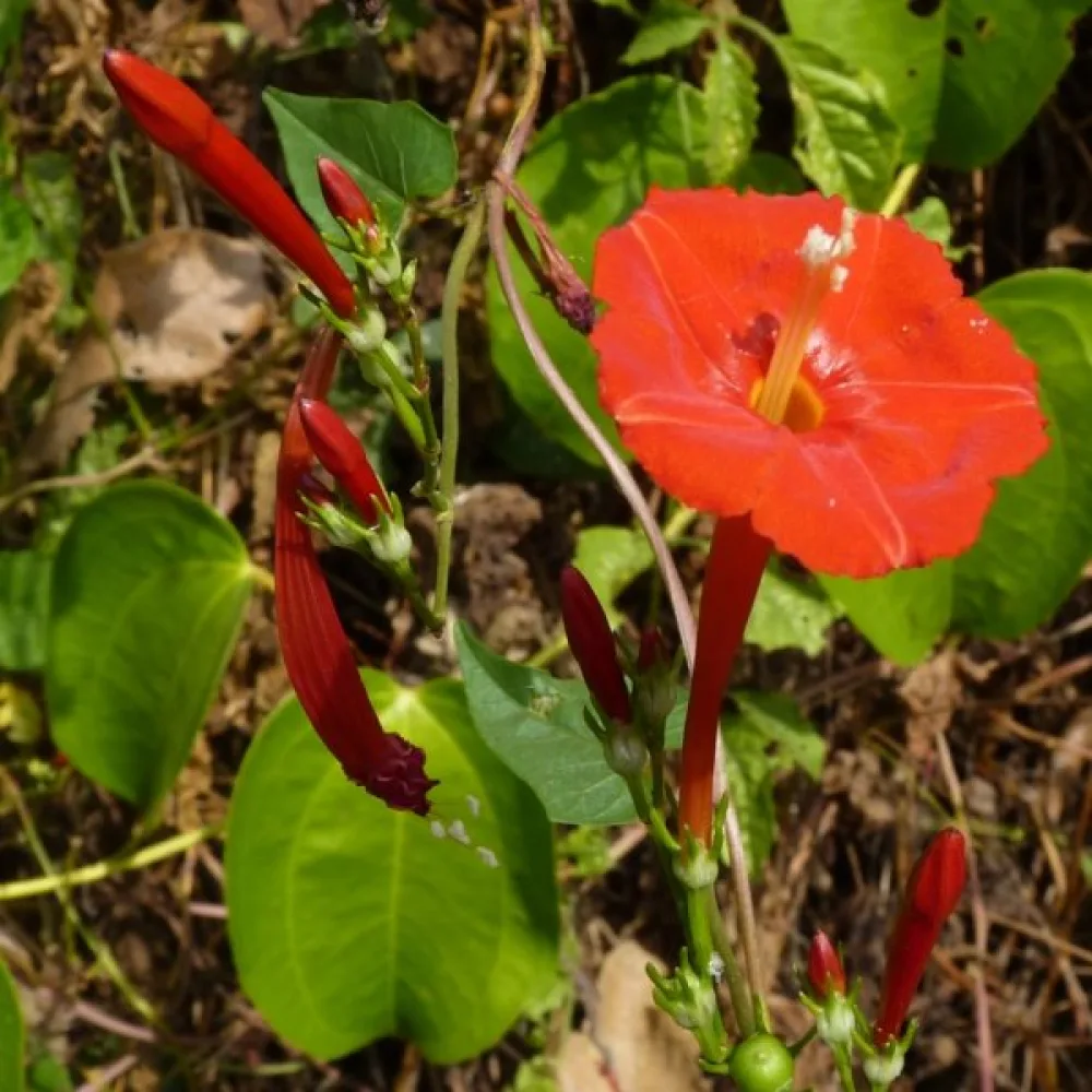 Blomman för dagen Ipomoea luteola – orange