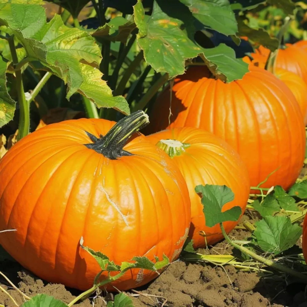 Pumpa 'Connecticut Field'