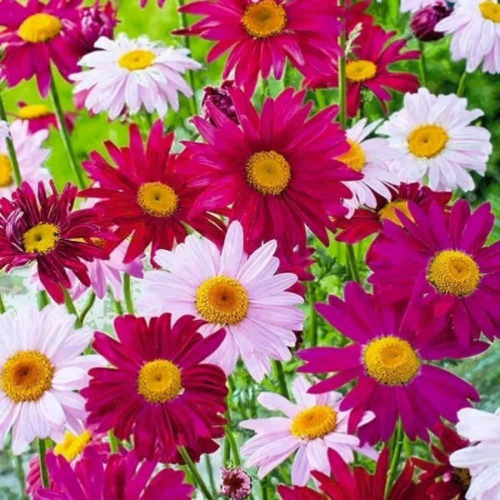 Krysantemum 'Robinson's Giants' mix