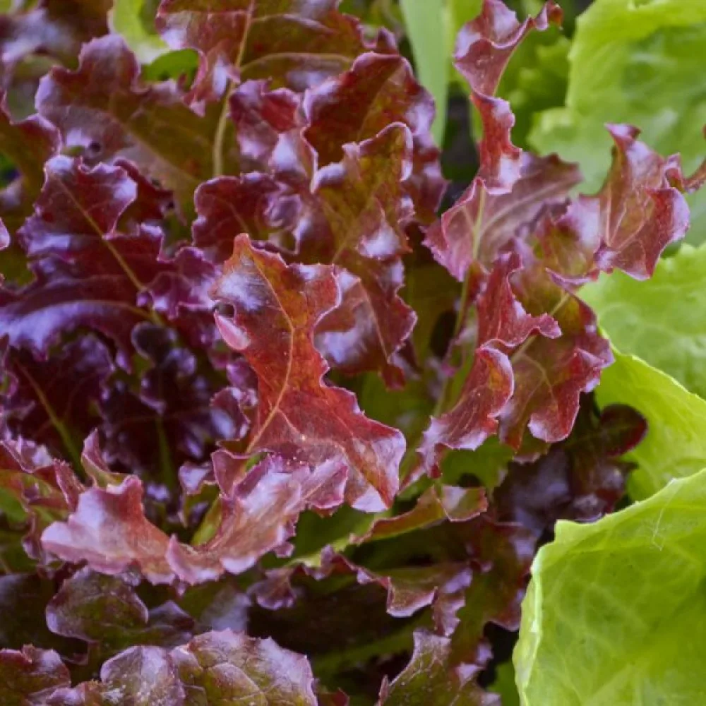 Sallat 'Red Salad Bowl' för mikrogrönt