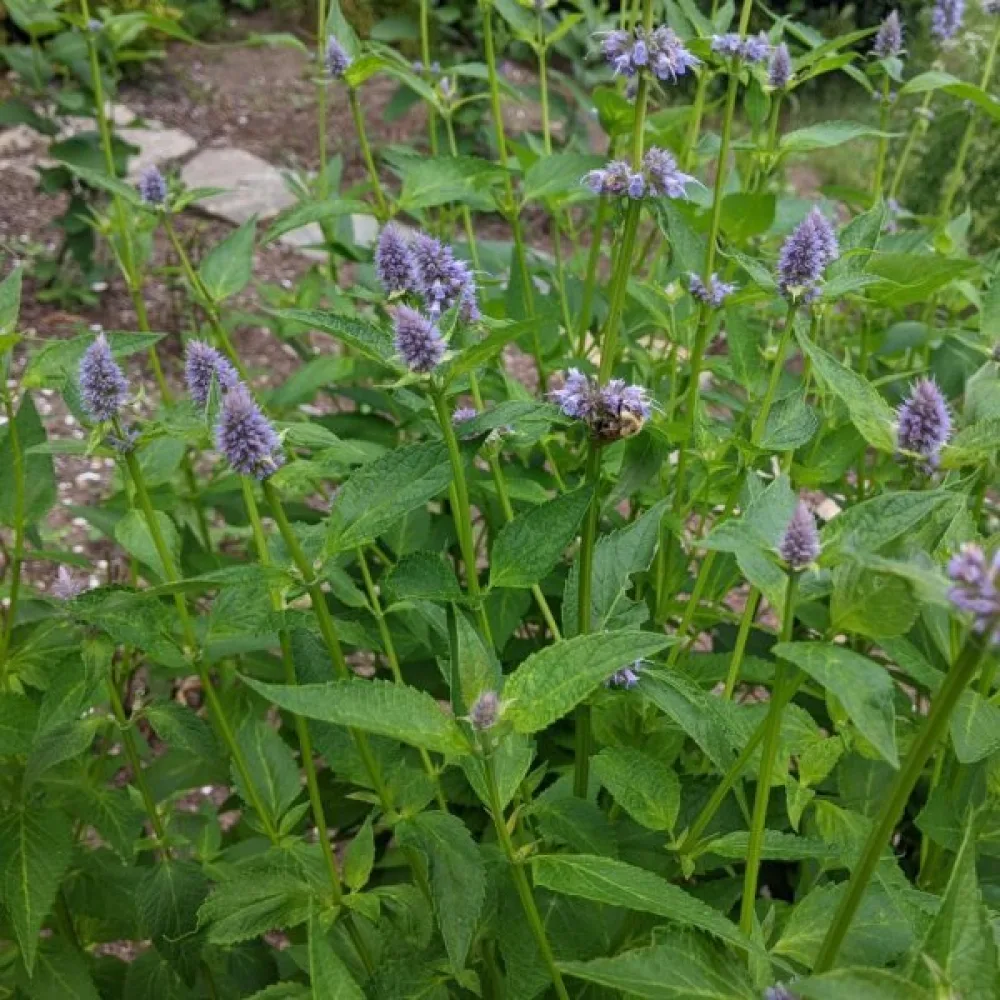 Koreansk anisisop Agastache rugosa, vit