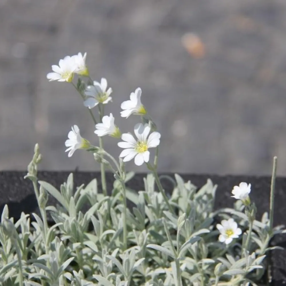 Silverarv Cerastium biebersteinii, vit