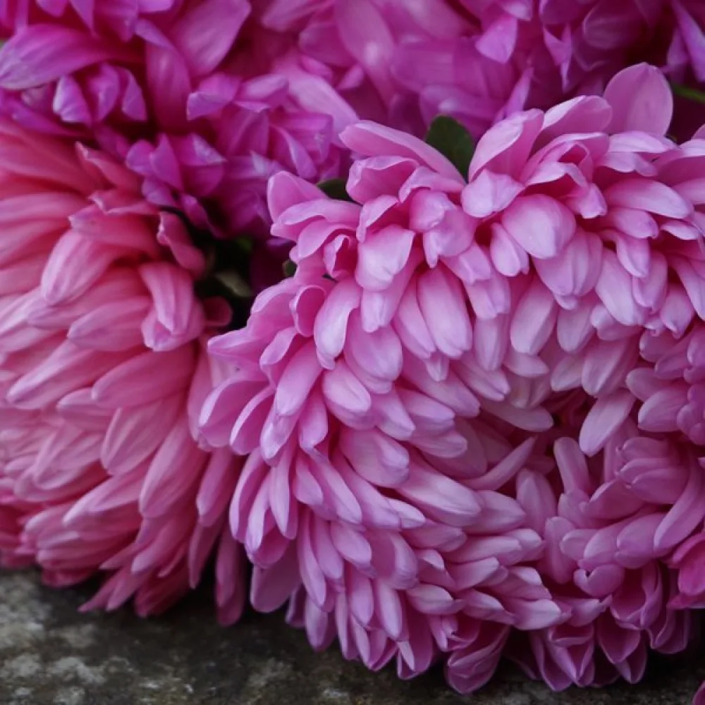 Sommaraster 'Early Charm' rosa