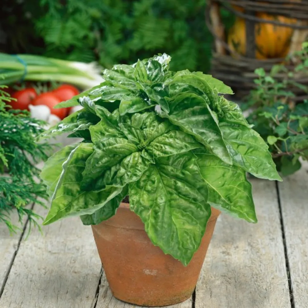 Basilika 'Lettuce Leaf' – för mikrogrönt
