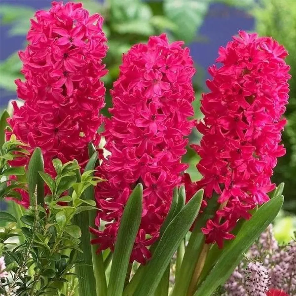 Hyacint 'SCARLET PEARL'