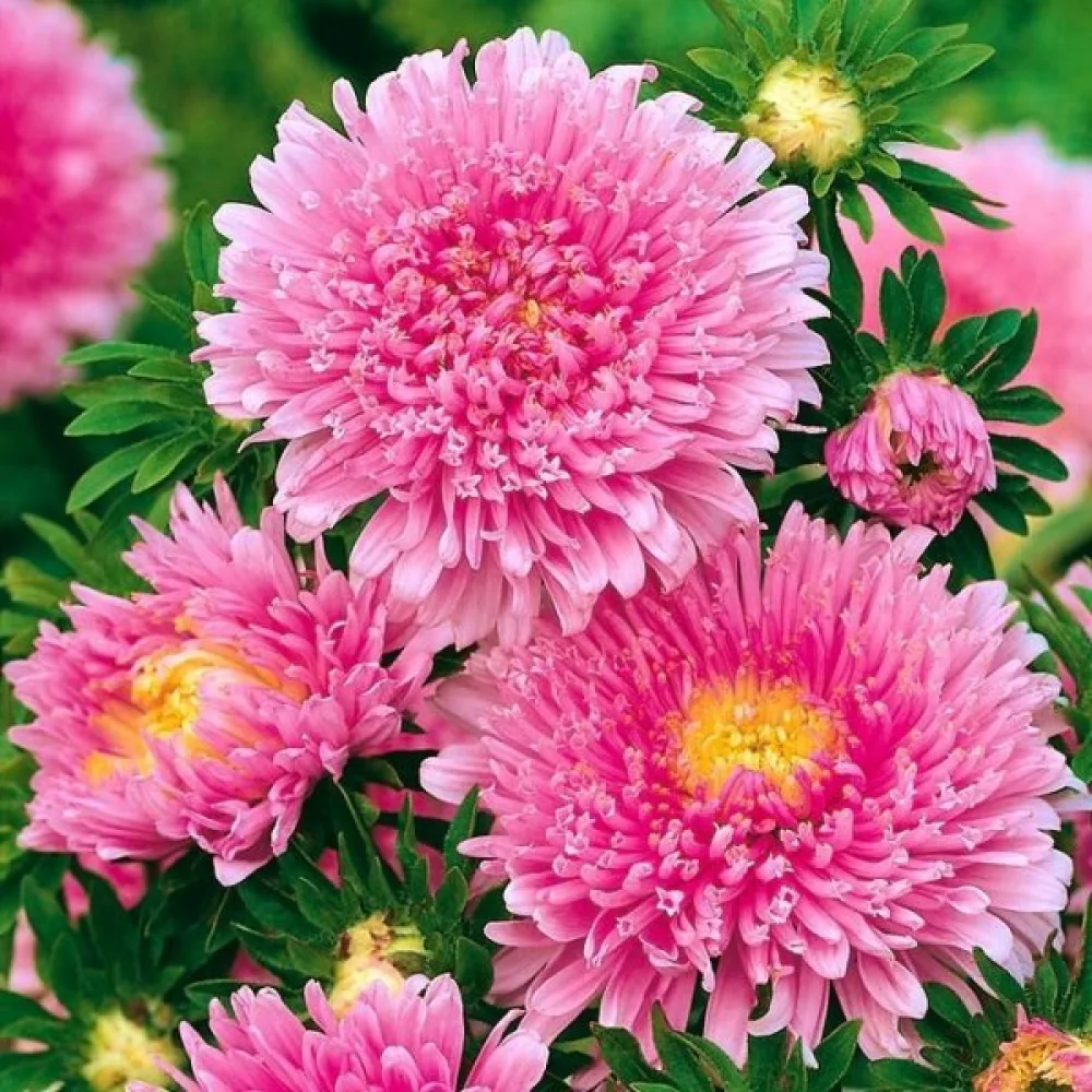Sommaraster 'Princess' – ljusrosa