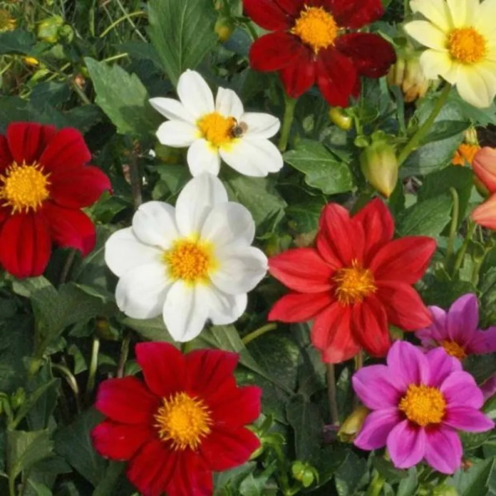 Lågväxande dahlia 'Early Bird' – blandning