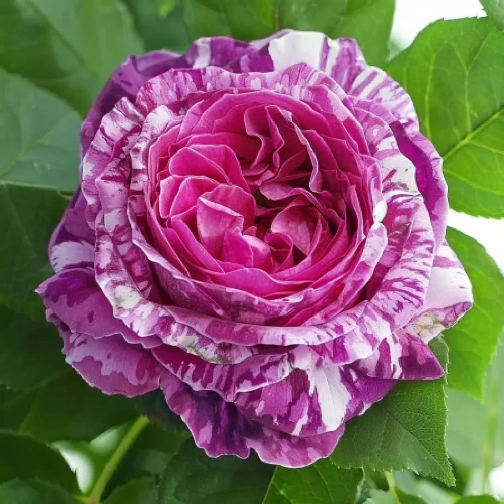 Ros 'Fragrant Avalanche'