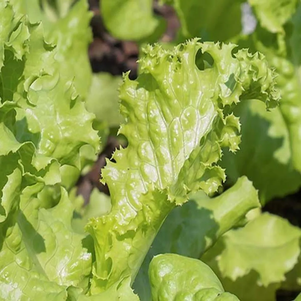 Sallad 'Grand Rapids'