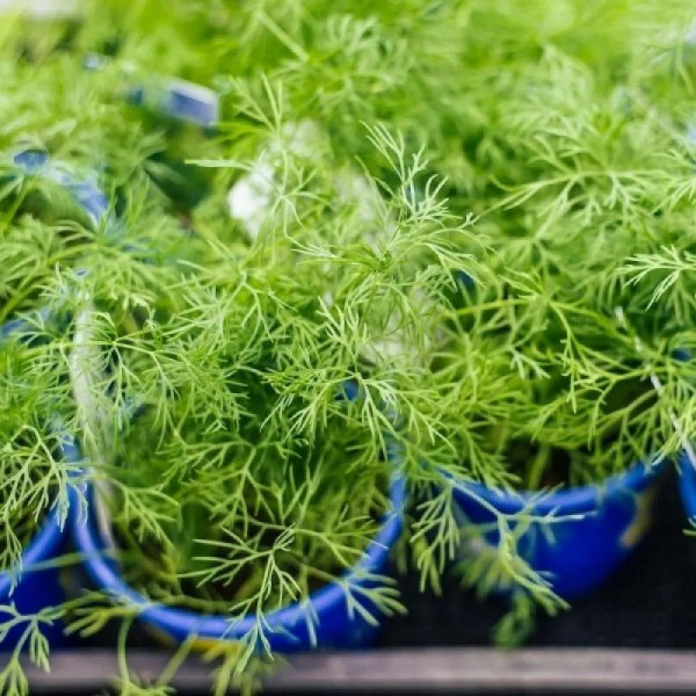 Dill 'Szmaragd'