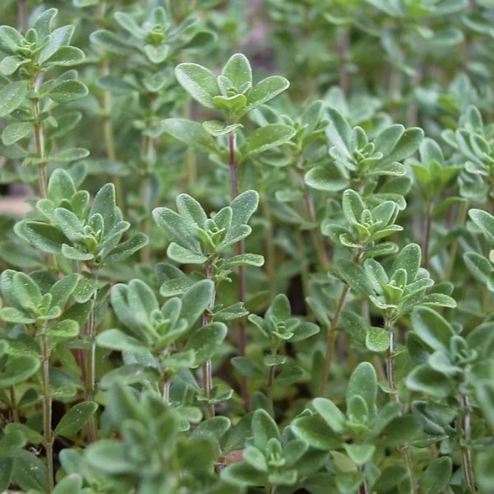 Timjan Thymus vulgaris