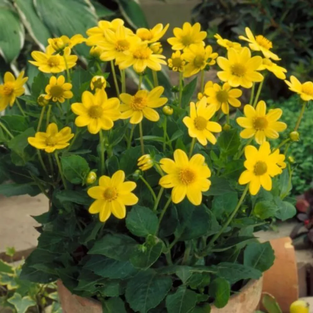 Lågväxande dahlia 'Mignon Yellow Shades'