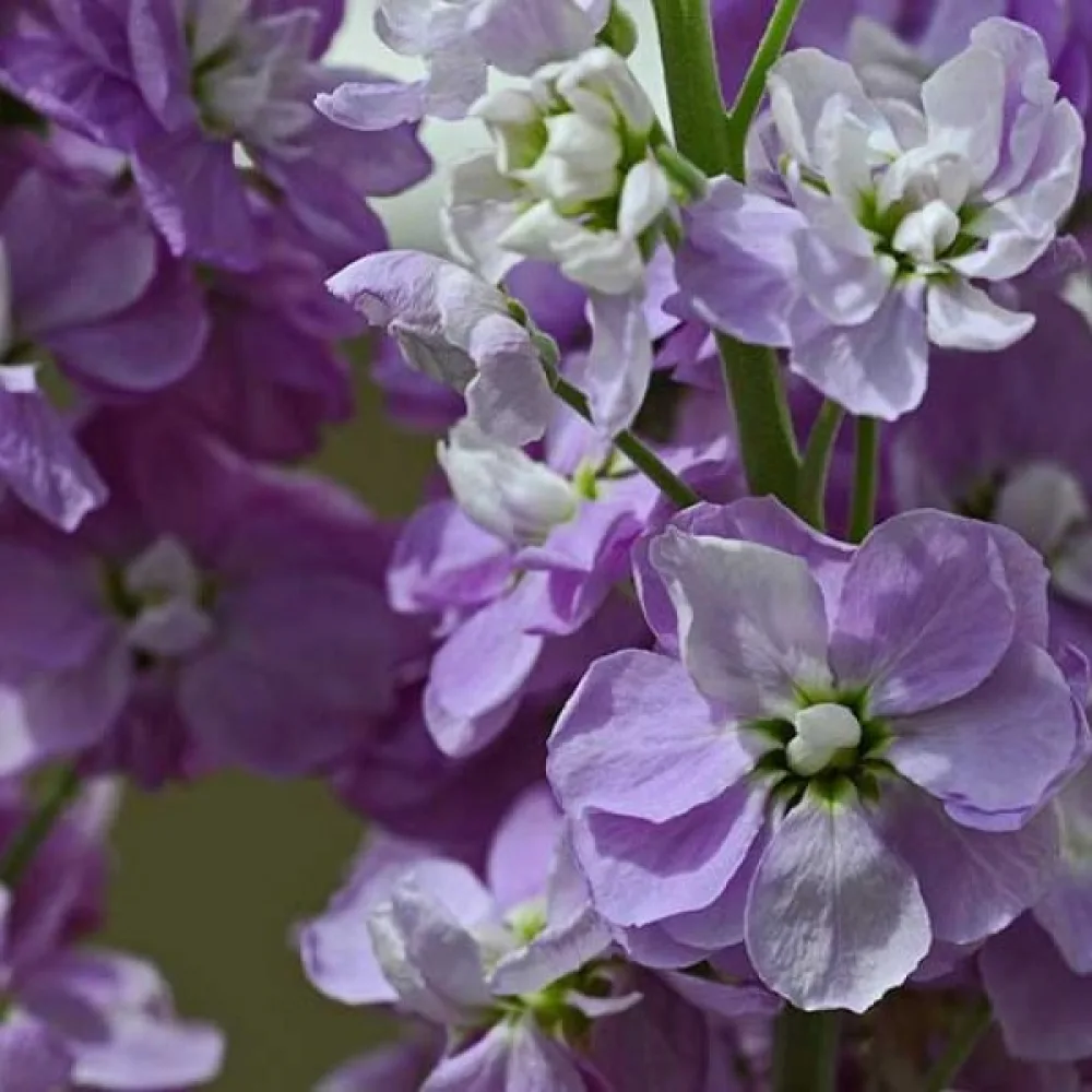 Lövkoja Matthiola incana, violett