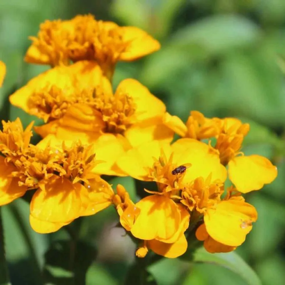 Mexikansk tagetes 'Orange Anise'