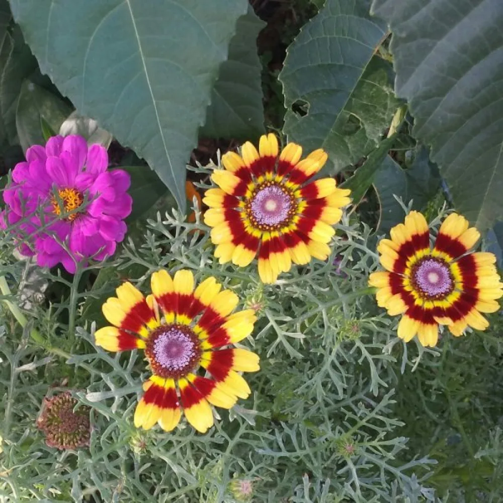 Krysantemum 'Rainbow' mix