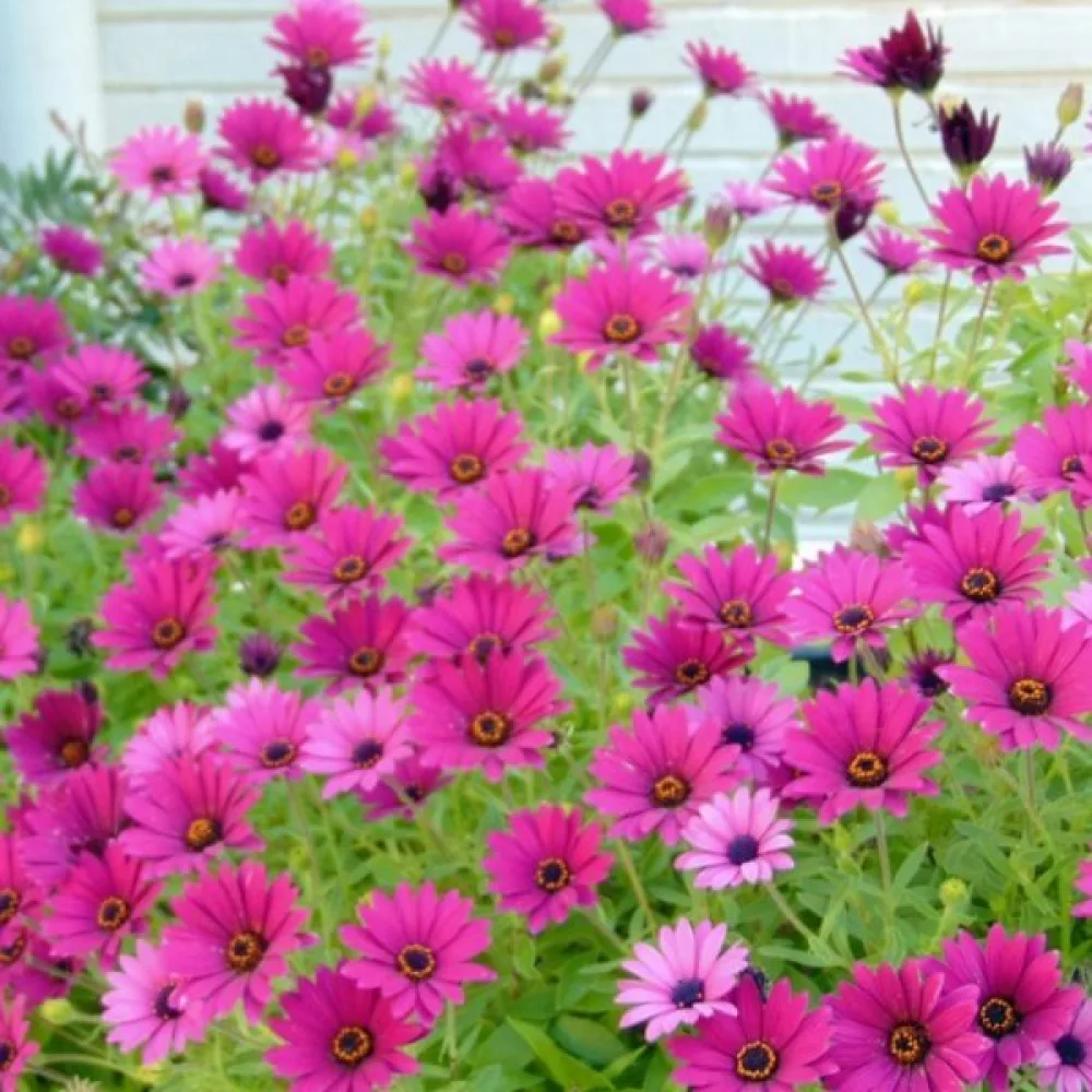 Sommaraster 'Madeleine' – mix