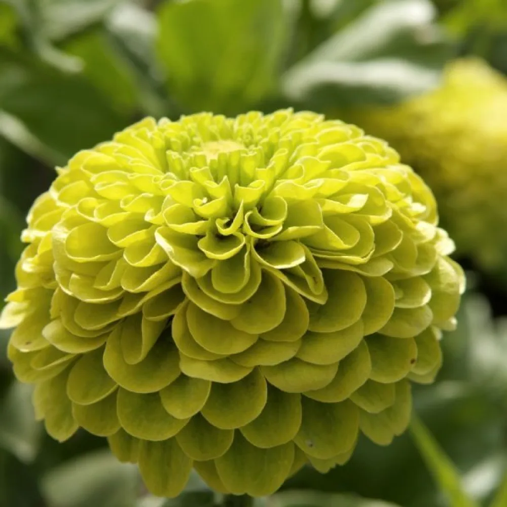 Zinnia 'Envy'