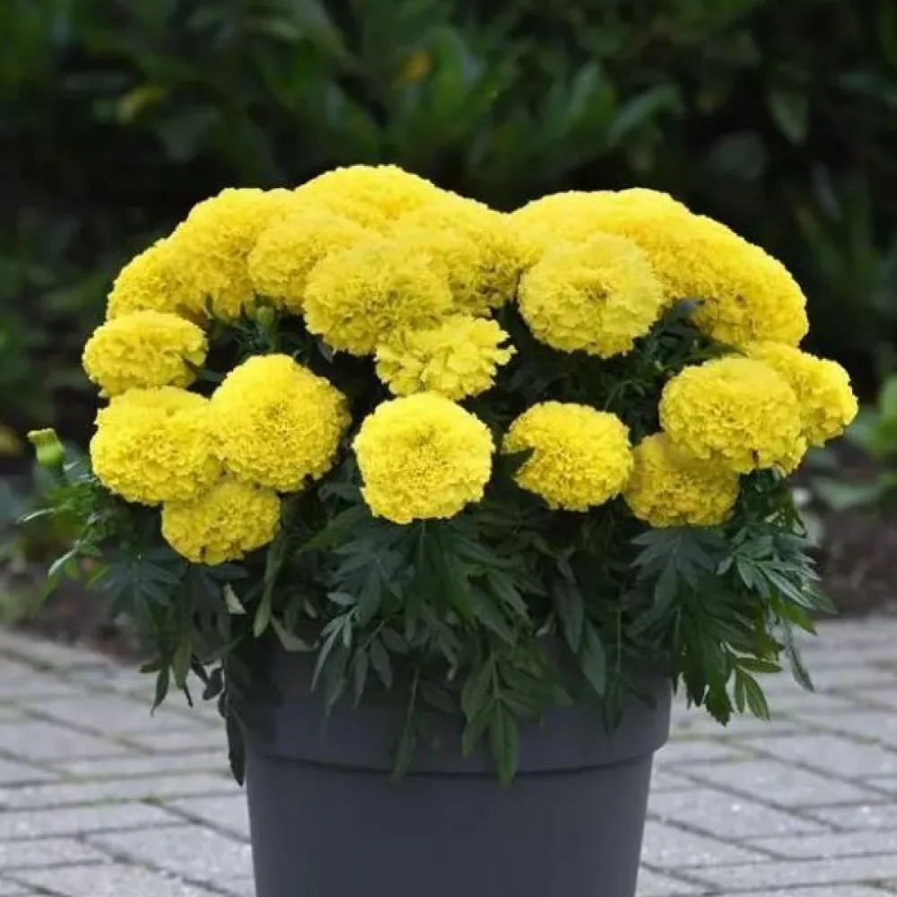 Afrikansk tagetes 'Fantastic Golden Yellow'