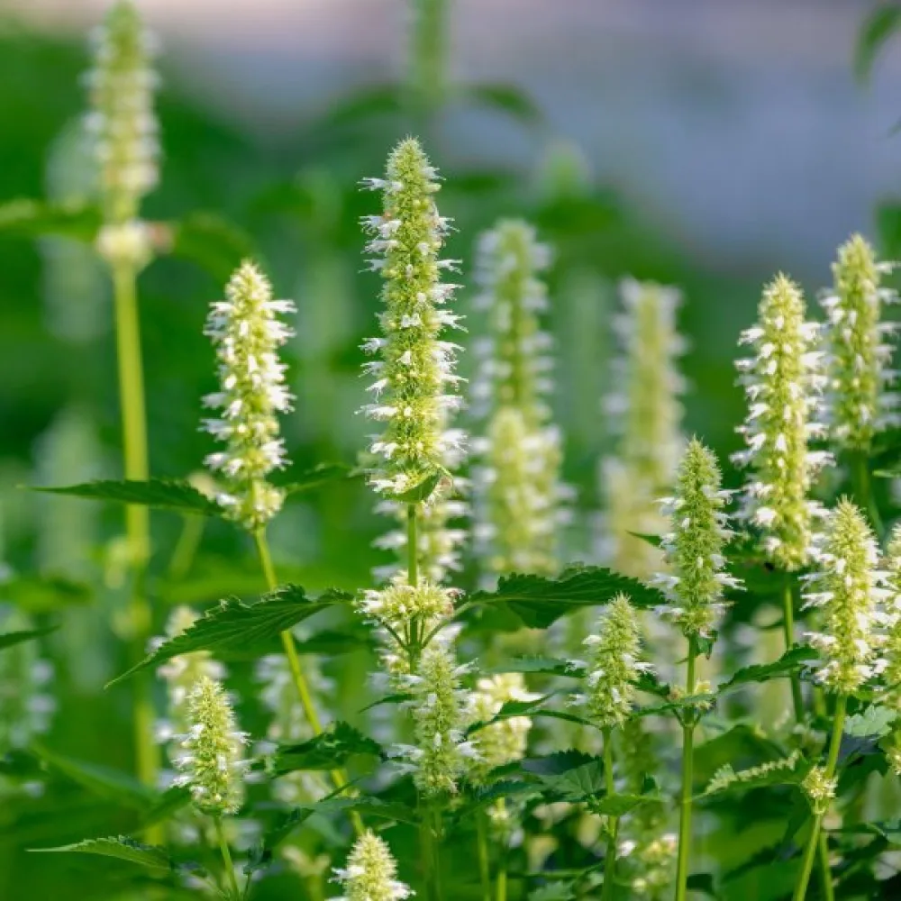 Koreansk anisisop Agastache rugosa, vit