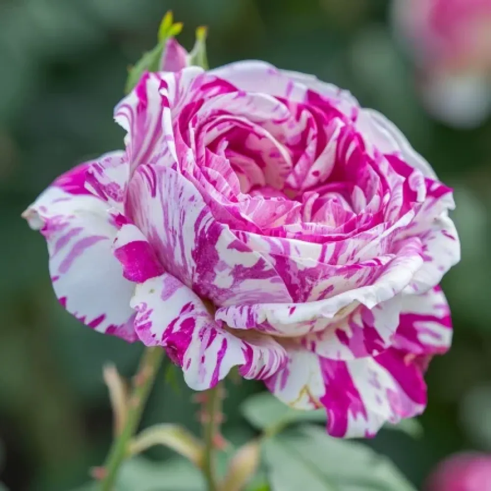 Ros 'Bologna Lavender' – barrotad