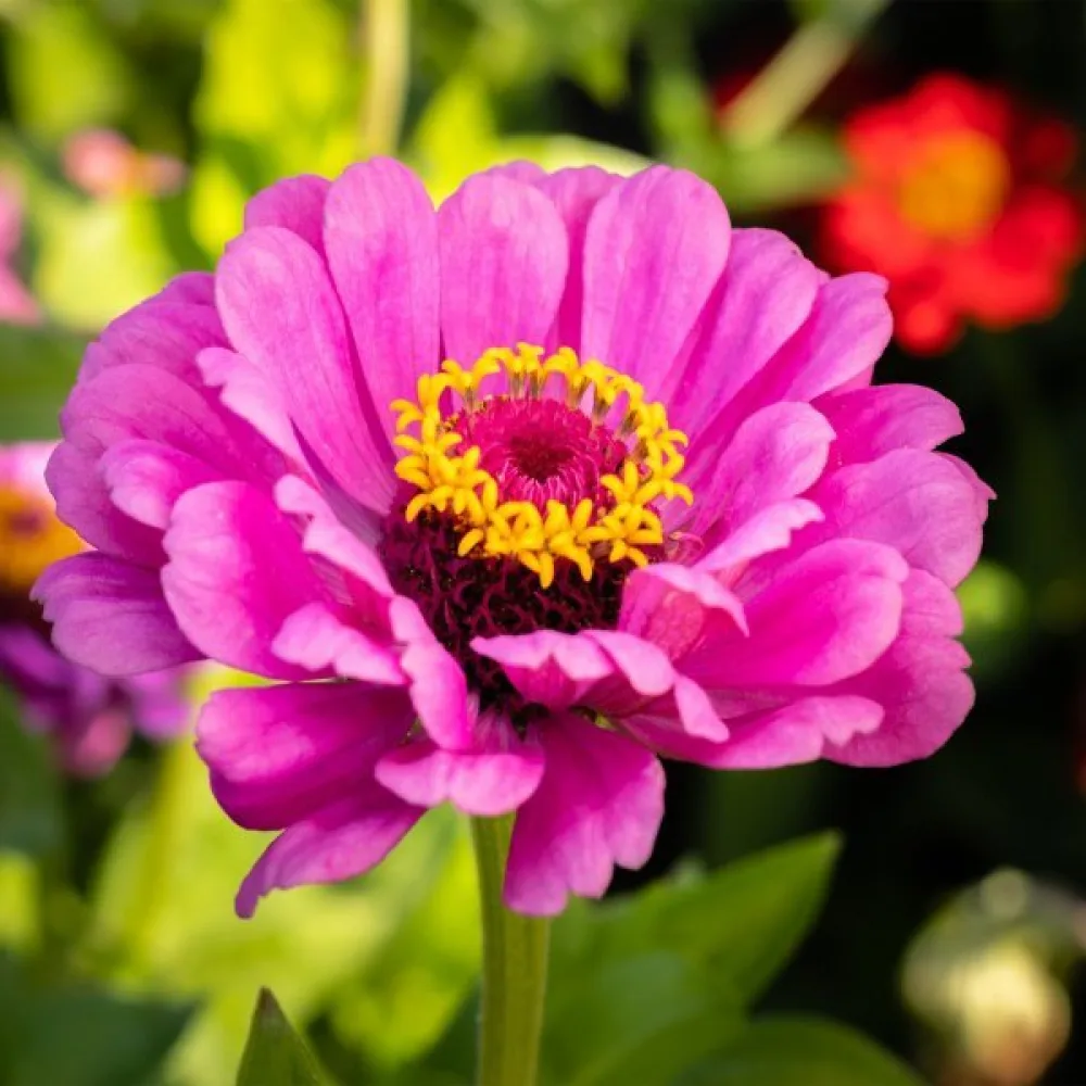Zinnia 'Dream'