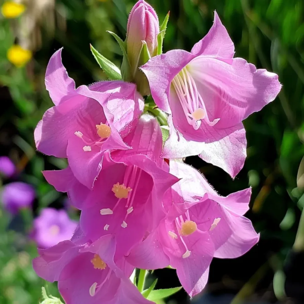 Mariaklocka Campanula medium – karminrosa
