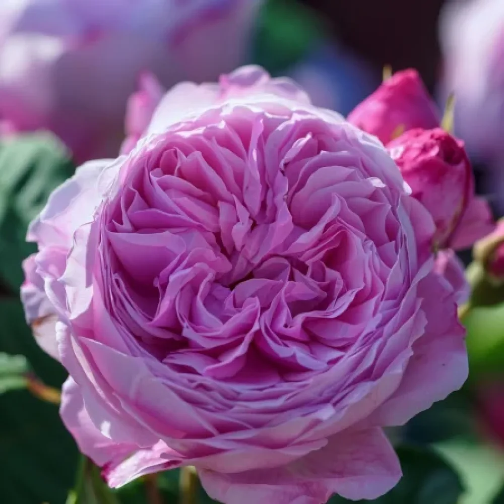 Ros 'Pink Magic' – barrotad