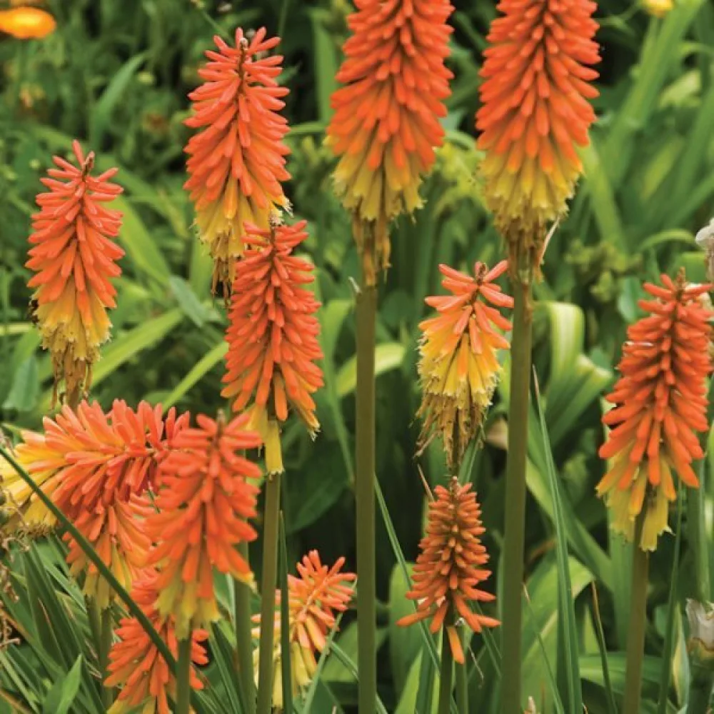 Fackellilja Kniphofia uvaria – mix