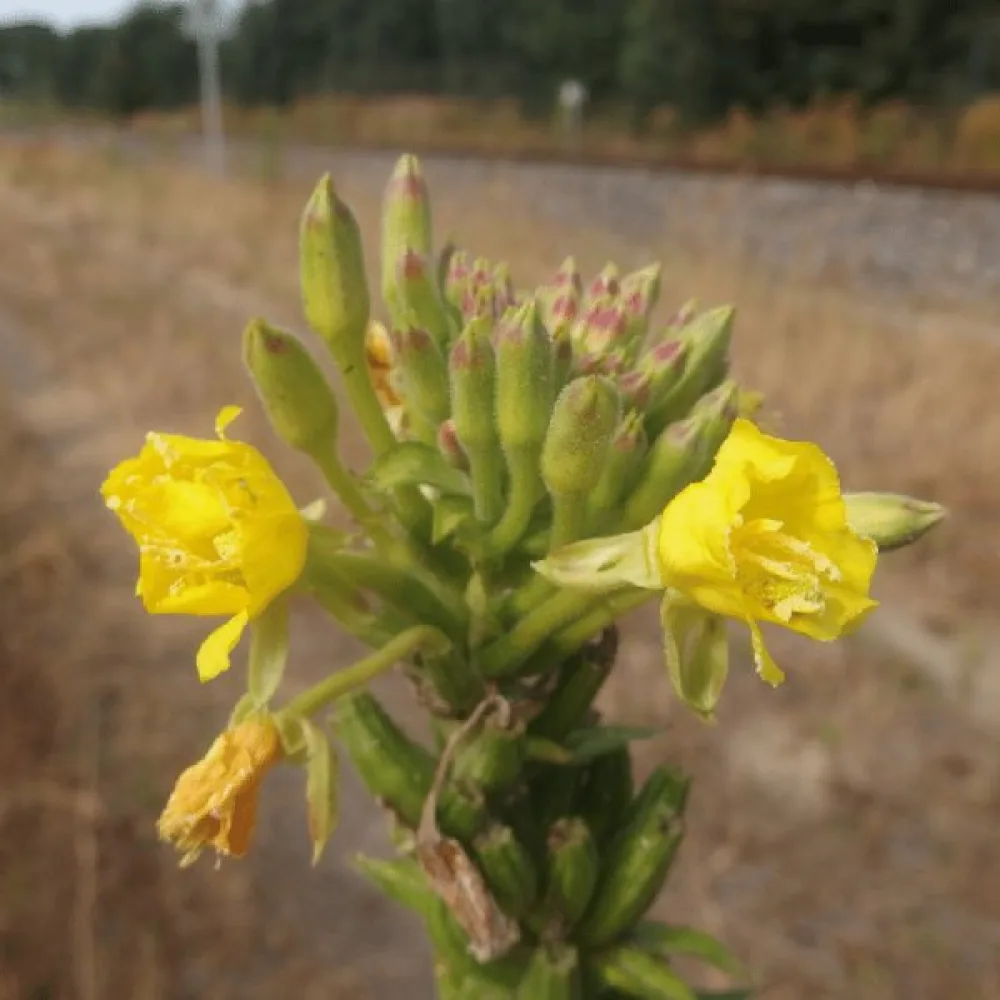 Nattljus Oenothera paradoxa