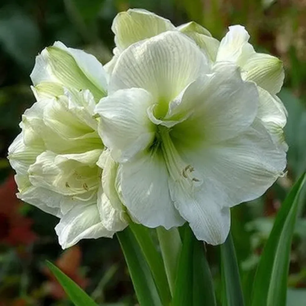 Amaryllis 'Marilyn'