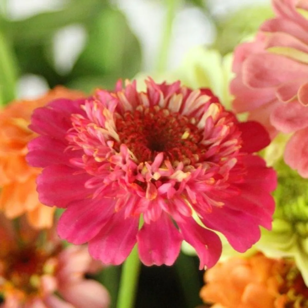 Zinnia 'Scabiosa' (blandning)