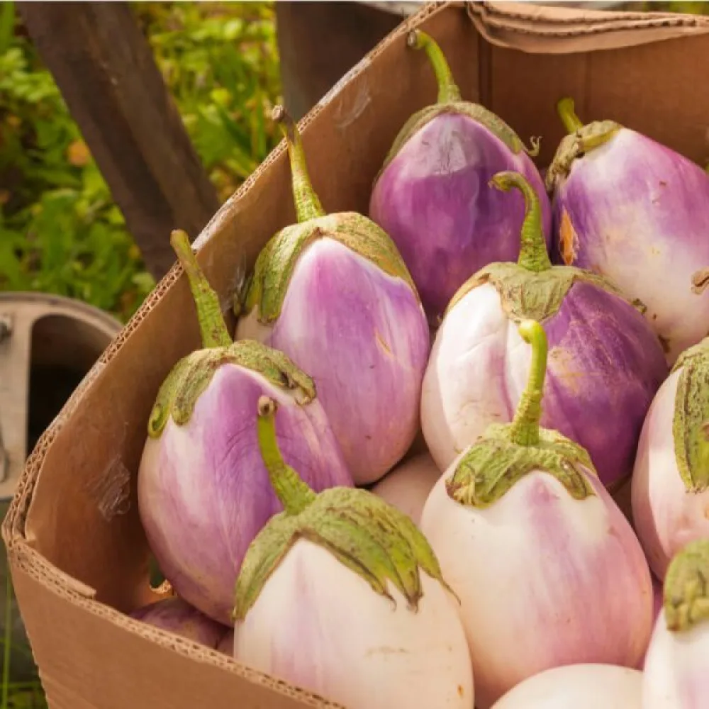 Aubergine 'Rotonda Bianca Sfumata di Rosa'